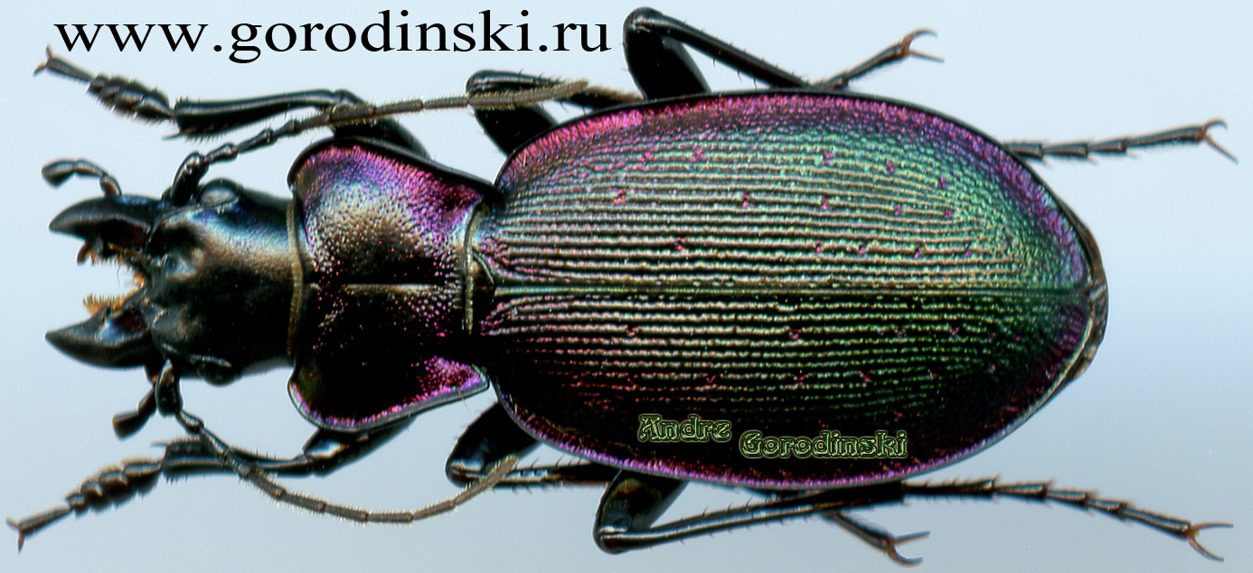 http://www.gorodinski.ru/carabus/Cechenochilus boeberi felix.jpg